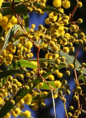 Close-up of Zig Zag Stems - Acacia macradenia - Zig Zag wattle -  Blackdown Tableland