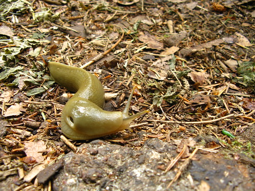 Very large slug