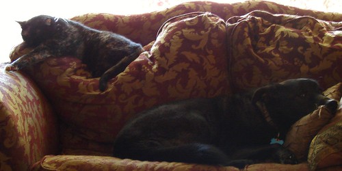 Couch Buddies