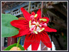 Passiflora miniata / Passiflora coccinea hort. (Red granadilla, Scarlet/Red Passion Flower, Passion Vine)