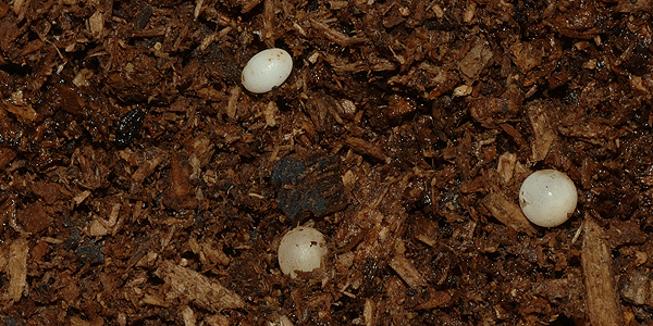 卵の大小