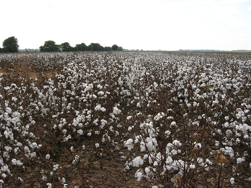 Cotton Fields, U.S. 65, Tensas Parish, Louisiana (7)