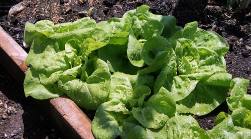 green bibb lettuce