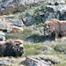 Musk-ox outside Kangerlussuaq