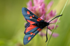 Five spot Burnet moth (Zygaena trifolii)