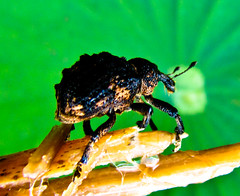 Weird beetle