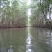 Kayaking in the manggrove