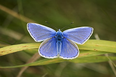 Common Blue male (Polyommatus icarus)