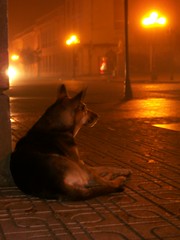 DOG IN THE COLD STREET