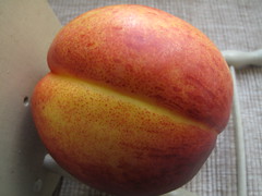 Peach bum sits on a chair