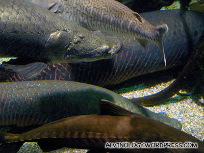 More giant Amazon fish