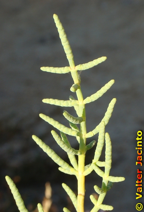Arthrocnemum fruticosum image