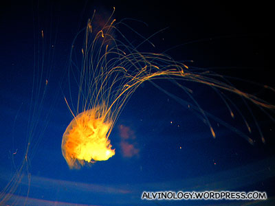 This jellyfish looks like firework sparks