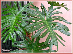 Philodendron bipinnatifidum (Tree or Cut-leaf Philodendron, Selloum): close-up of foliage, shot May 2009