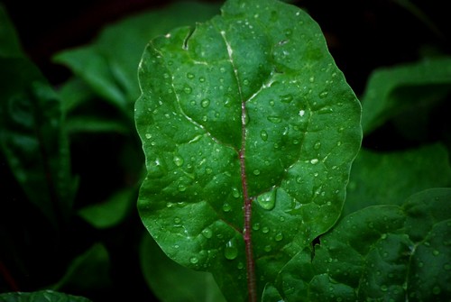 rain green