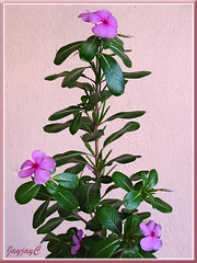 Catharanthus roseus (Madagascar Periwinkle), a purplish-pink form in our garden, July 29 2009