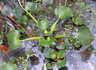 Common Water Hyacinth (Eichhornia crassipes) ......... CAMALOTE  INFLADO ~ Original = (3173 x 2321)
