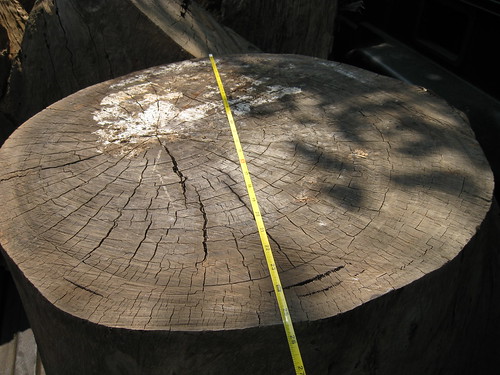 2' wide Eucalyptus log