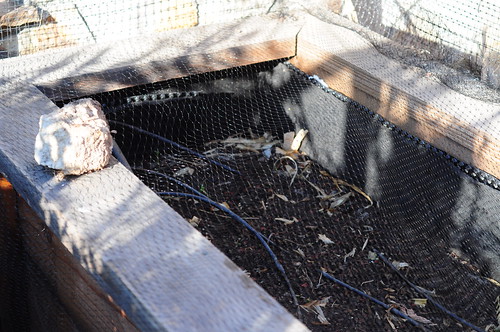 Heres what I hope is critter-proof netting that Im praying will protect the third planting.