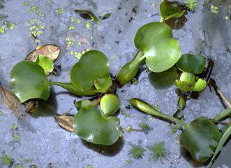 Common Water Hyacinth (Eichhornia crassipes) ......... CAMALOTE  INFLADO ~ Original = (3302 x 2410)