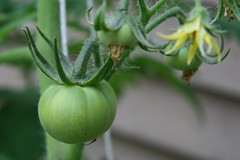 green tomatoes 3