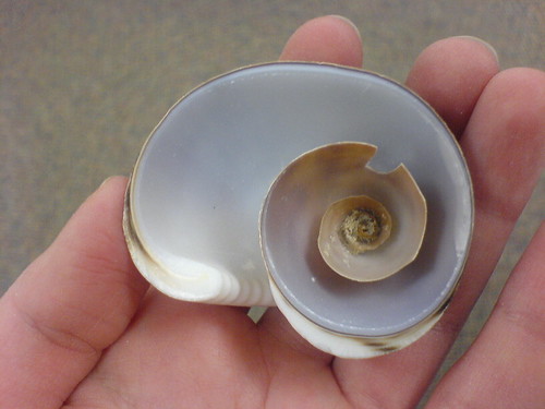shell interior