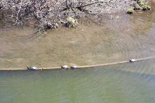 Turtles in turtle pond