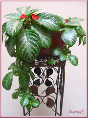 Our potted Episcia cupreata 'Frosty' (Flame Violet, Carpet Plant), on a metal flower stand, June 9 2009