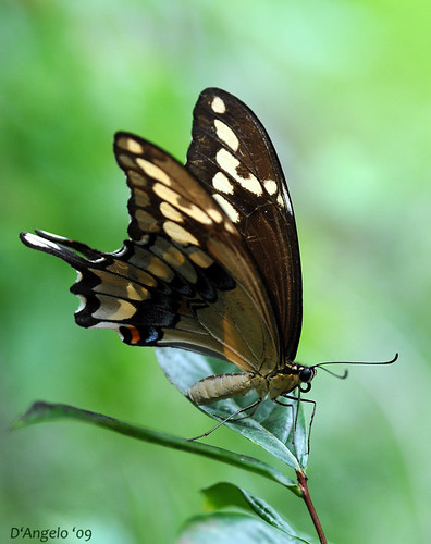 Swallowtail I