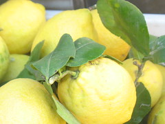 Amalfi lemons