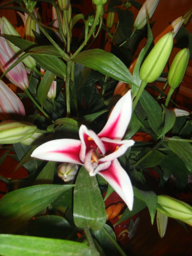 ecuador-lilies