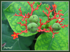 Immature green fruits/seed pods of Jatropha podagrica (Gout Plant, Buddha Belly Plant, Bottleplant Shrub)