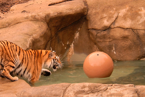 Siberian tiger (Panthera tigris altaica)