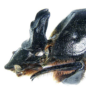 Heteronitis tridens Castelnau, 1840 male