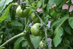 green tomatoes 1