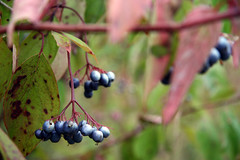 blue fall berries