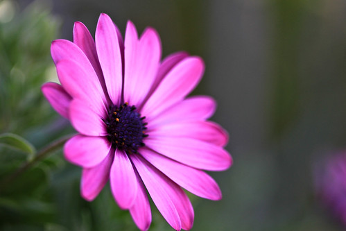 Flowers at Mom's backyard
