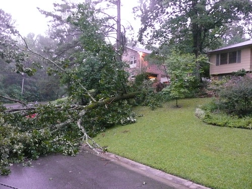 tree down