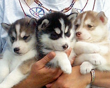 Siberian Husky Pups !!