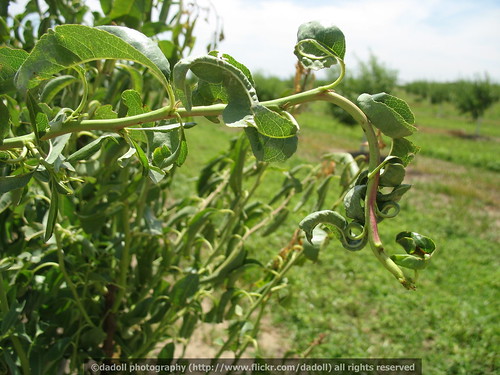 Contorted growth of almond due to 2,4-D herbicide