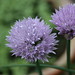 Photo: Chives