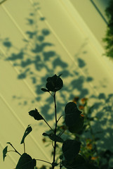 Flower in the Shadow