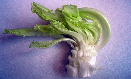 Lechuga 01 • <a style="font-size:0.8em;" href="http://www.flickr.com/photos/30735181@N00/3796939416/" target="_blank">View on Flickr</a>