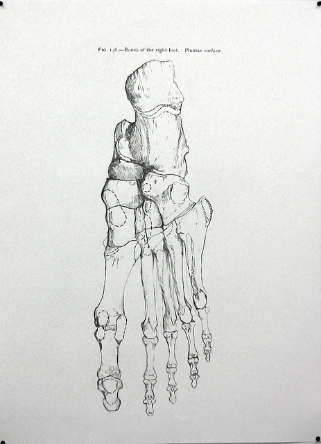 Anatomy - Foot