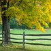 Sugar maple tree by a split-rail fence in rural Vermont, United States