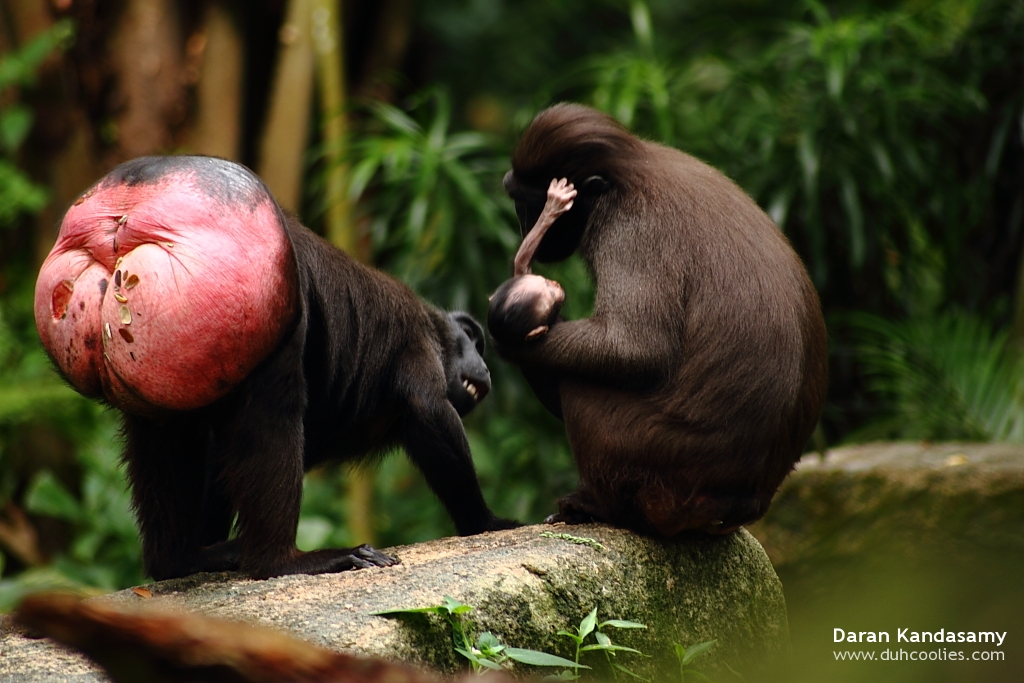 The World S Newest Photos Of Arse And Monkey Flickr Hive Mind