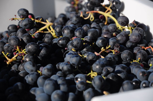 400 lbs. of grapes is a lot. Especially twice in a morning.