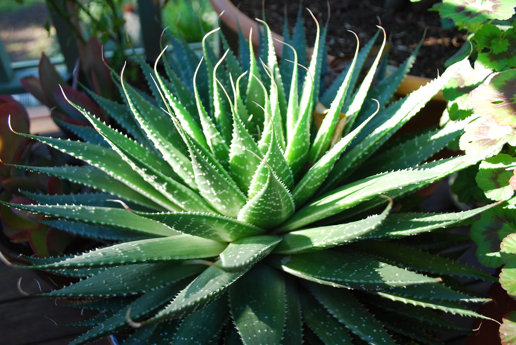 Aloe aristata image