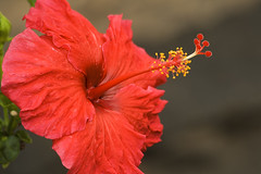 Hibiscus, Botanical garden, Funchal