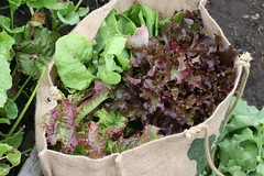 lettuce harvest